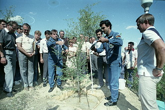 traidional tree plant in Baikonur